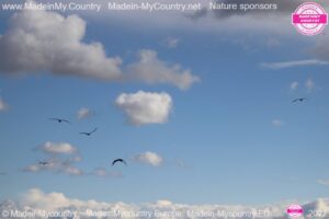 MadeinMycountry MadeinMycountryEurope